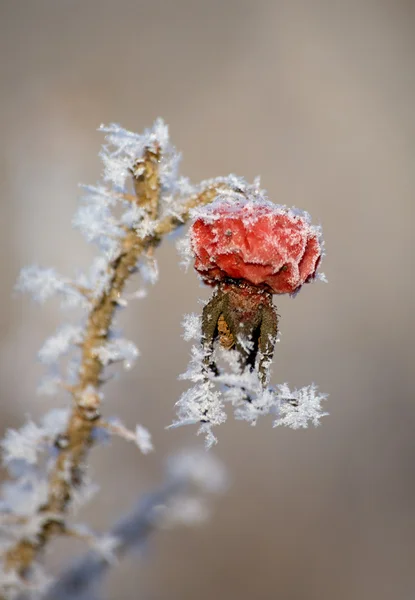 Dogrose in winter — Stock Photo, Image