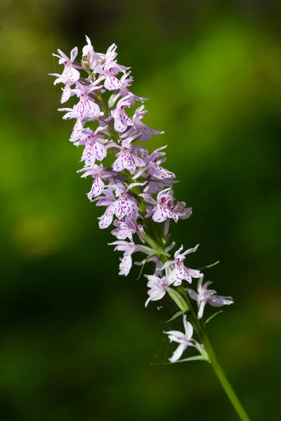 Wild orchid — Stock Photo, Image
