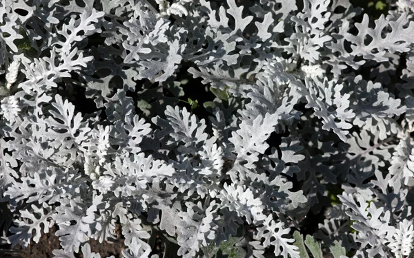 Grey plants — Stock Photo, Image