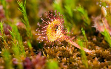 Sundew