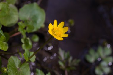 Caltha palustris