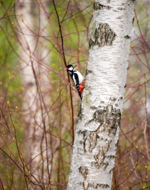 Woodpecker clipart