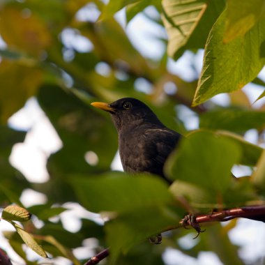 Turdus merula