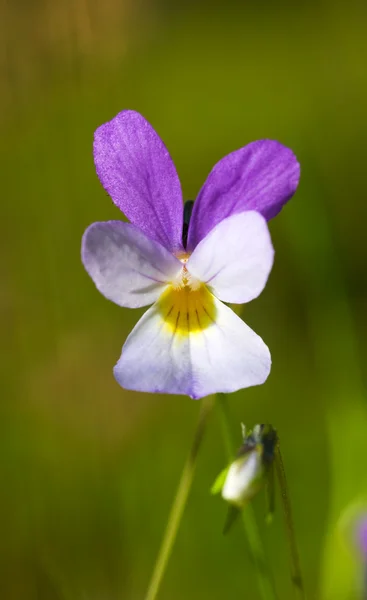 Wild violet — Stockfoto