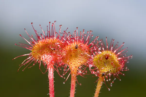 Three flowers of sundew — Stock Photo, Image