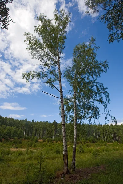 두 개의 백 화 나무 — 스톡 사진