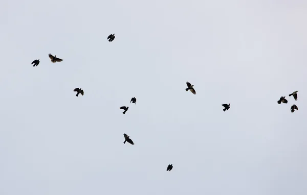 Μαύρα πουλιά — Φωτογραφία Αρχείου