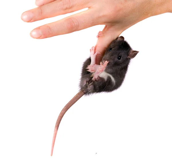 手指上的老鼠 — 图库照片