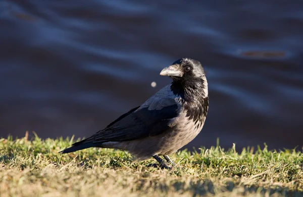 Crow on the bank — Stock Photo, Image
