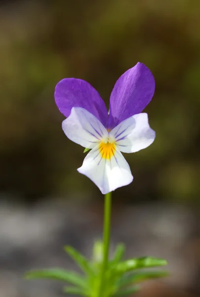 Wild violet close up — Stock Photo, Image