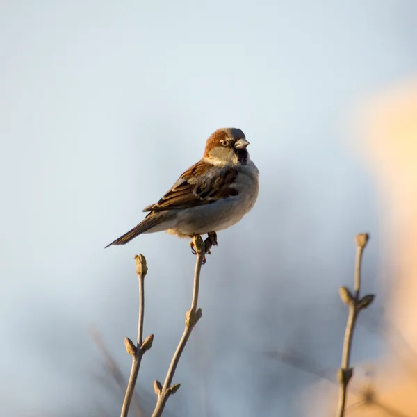 Jarní vrabec — Stock fotografie