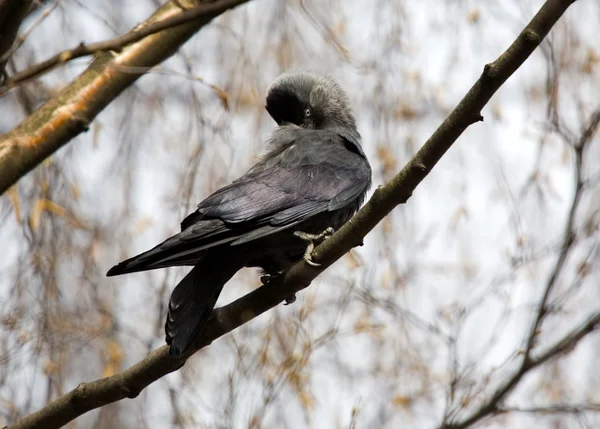 Jackdaw on a tree branch — Stock Photo, Image