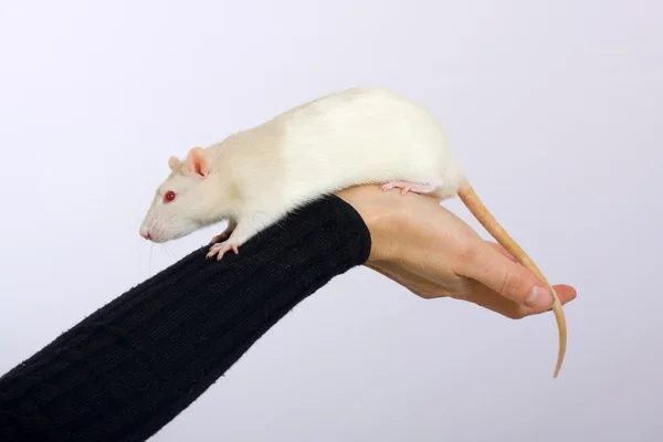 Rato jovem — Fotografia de Stock