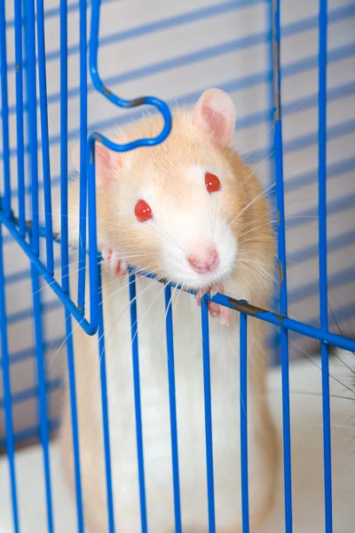 Kleine rote neugierige Ratte — Stockfoto