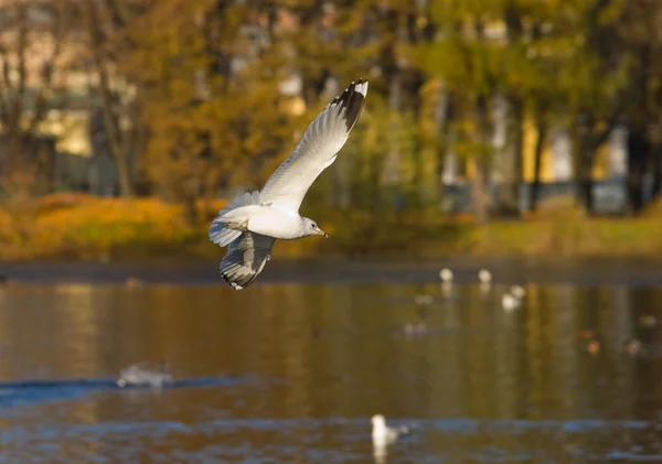 Seagull in herfst park — Stockfoto