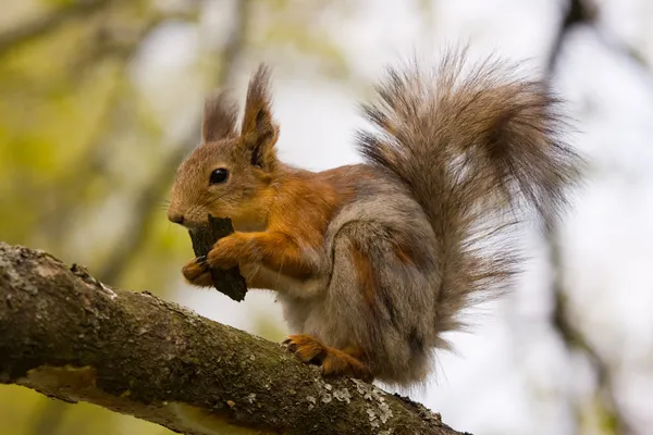 De eekhoorn op een boom — Stockfoto