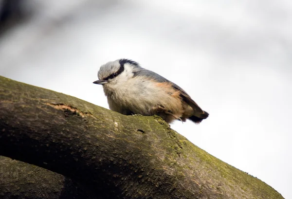 Nuthatch primo piano — Foto Stock