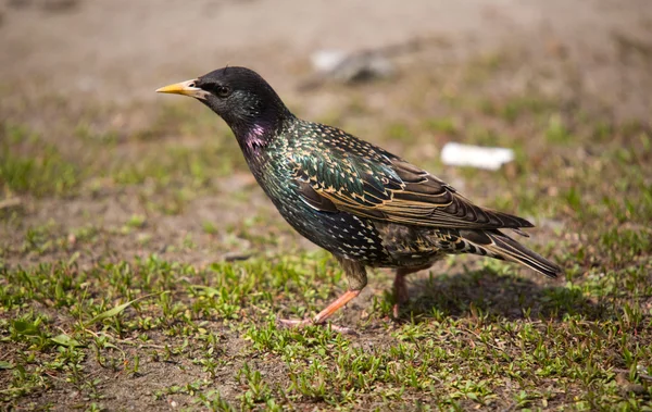 Starling는 잔디에 — 스톡 사진