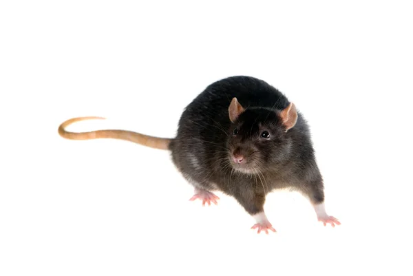 Fekete patkány — Stock Fotó