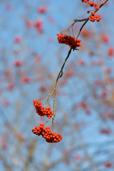 Autumn rowan — Stock Photo, Image