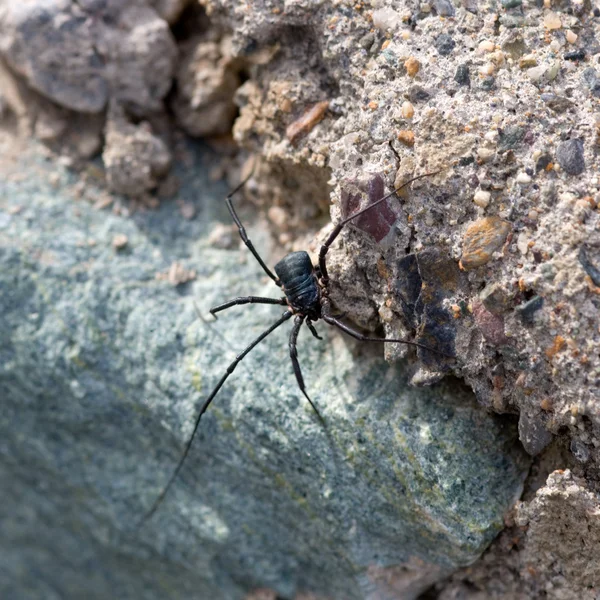 Black spider — Stock Photo, Image