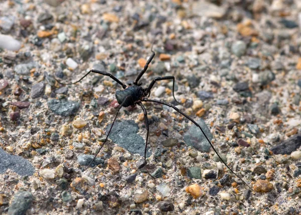 Чёрный паук — стоковое фото
