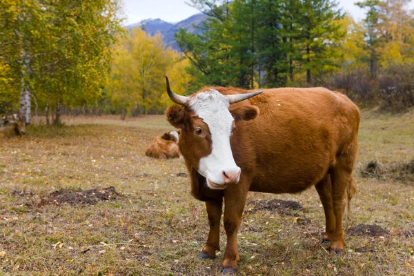 Cow on a mountain pasture — Stock Photo, Image