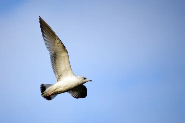 Seagull in sky — Stock Photo, Image