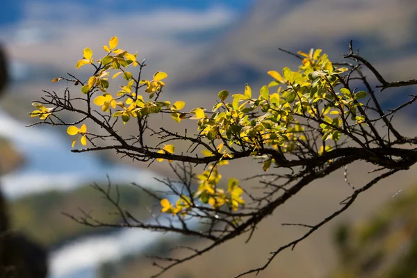 stock image Yellow branch