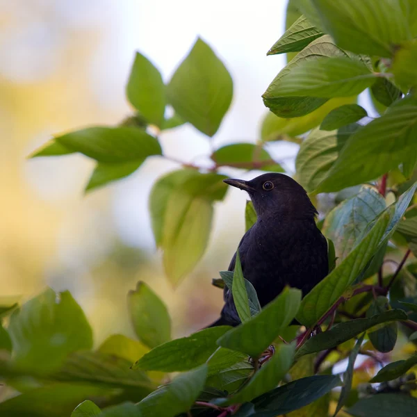 Oiseau noir — Photo