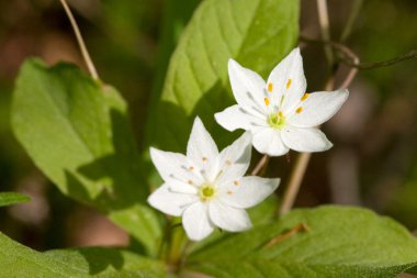 Trientalis