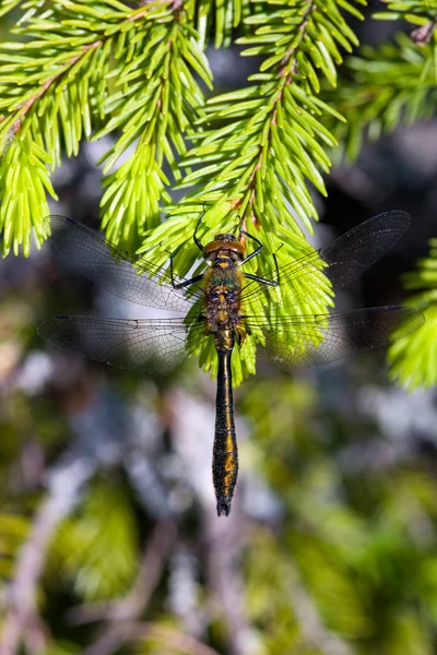Vážka na borové větve — Stock fotografie