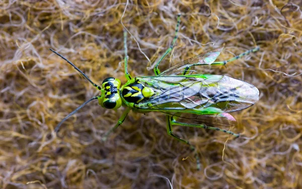 Grünes Insekt — Stockfoto