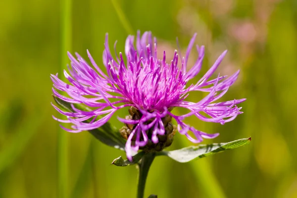 光紫色の花 — ストック写真