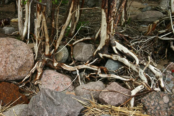 Kořeny a kameny — Stock fotografie