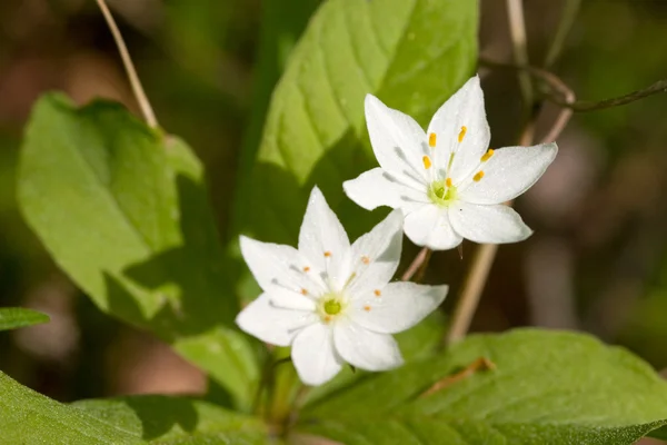 stock image Trientalis