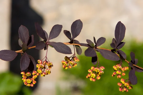 Barberry close-up — Stock Photo, Image