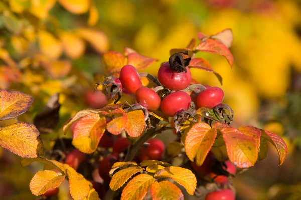 Autumn dogrose — Stock Photo, Image