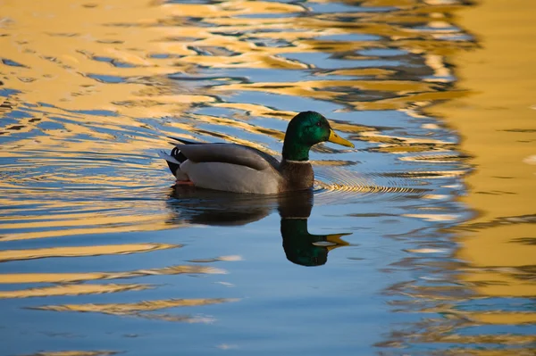 Duck on gold water — Stock Photo, Image