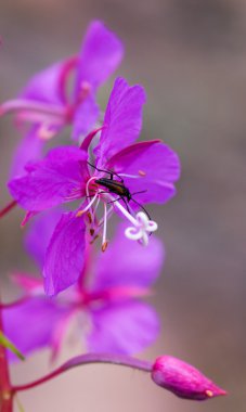 Bug on a flower clipart