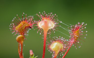 Sundew clipart