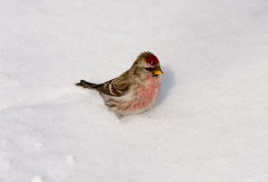 Redpoll