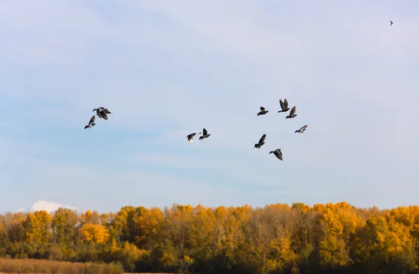 Pombos no outono — Fotografia de Stock