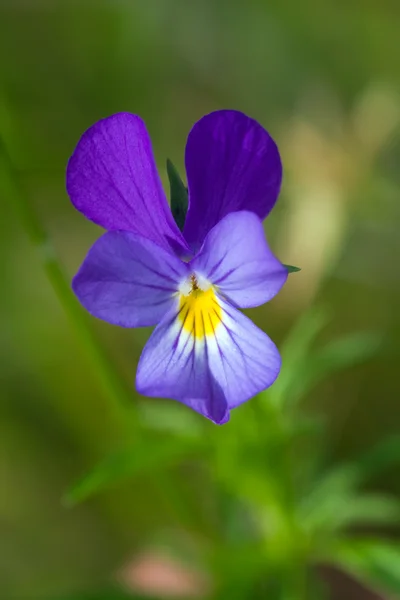 Bela violeta — Fotografia de Stock