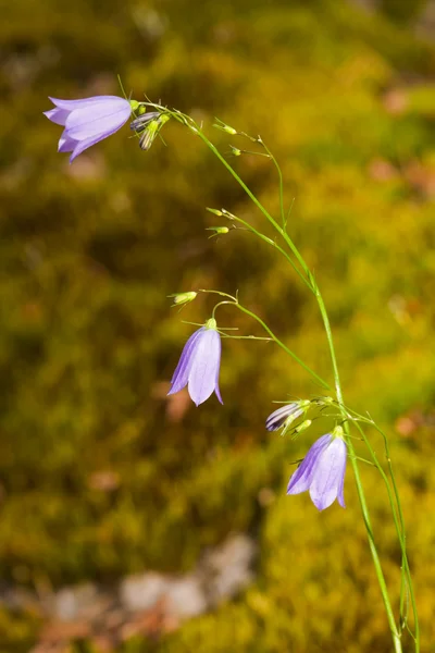 Fiore di campana — Foto Stock