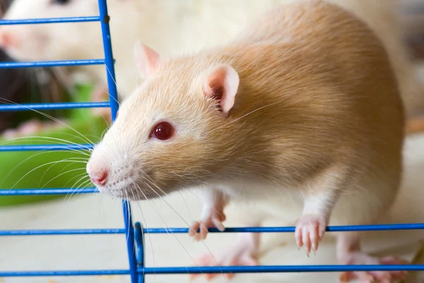 Rato vermelho pequeno — Fotografia de Stock