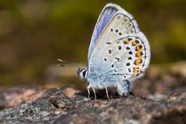 Der Schmetterling — Stockfoto