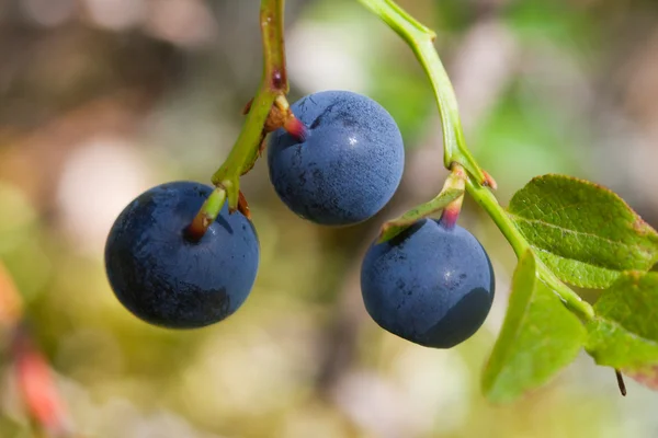 Berries of a bilberry — Stock Photo, Image