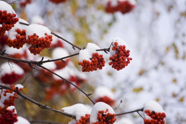 stock image Mountain ash in winter