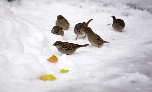 Sparrows on snow — Stock Photo, Image